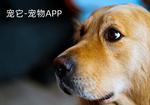 宠它APP